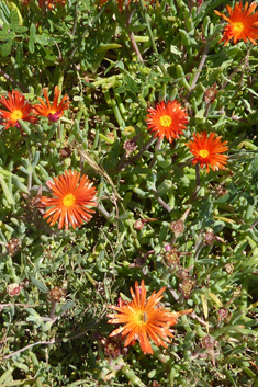 Coppery Dewplant