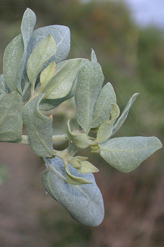 Shrubby Orache