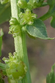 Patellifolia patellaris