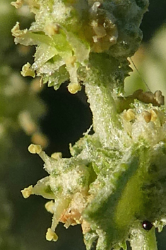 Atriplex semilunaris