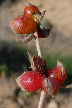 Berry Saltbush