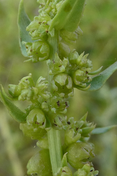 Patellifolia patellaris