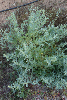 Atriplex semilunaris