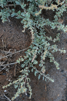 Glaucous Orache