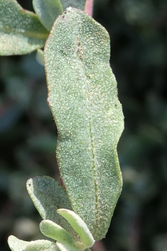 Glaucous Orache