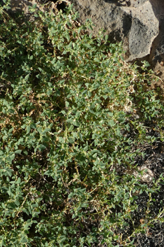 Atriplex suberecta