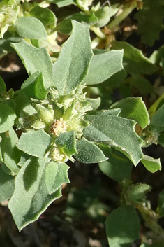 Atriplex suberecta