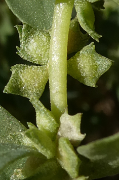 Atriplex suberecta