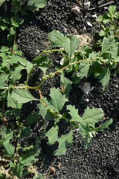 Atriplex suberecta