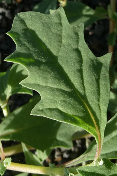 Atriplex suberecta