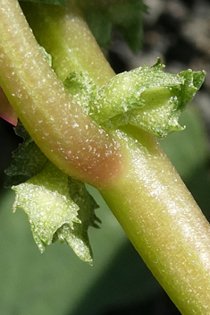 Atriplex suberecta