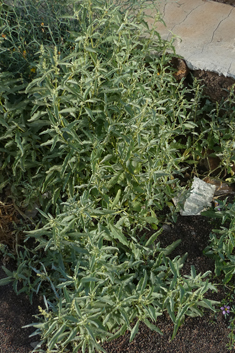 Atriplex semilunaris