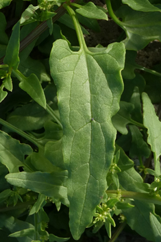 Patellifolia procumbens