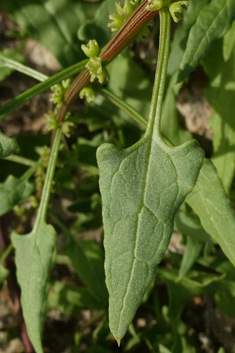 Patellifolia procumbens