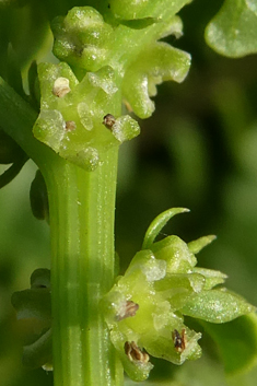 Patellifolia procumbens