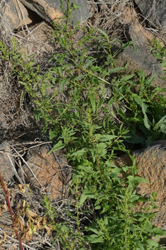 Patellifolia procumbens