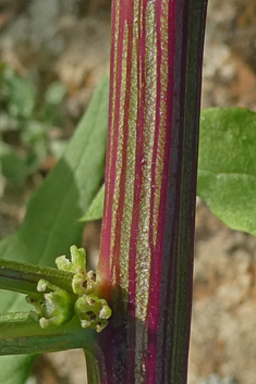 Patellifolia procumbens