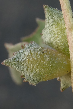 Berry Saltbush