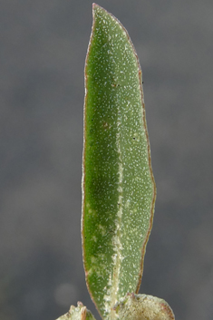 Berry Saltbush