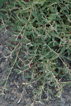 Berry Saltbush