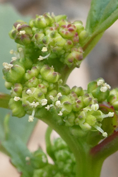 Nettle-leaved Goosefoot