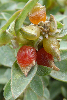 Berry Saltbush