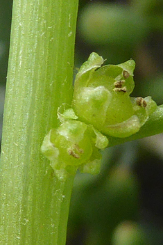 Patellifolia patellaris