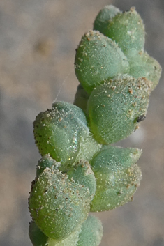 Vermiculate Saltwort