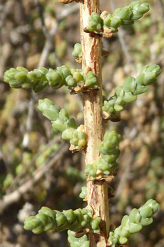 Vermiculate Saltwort