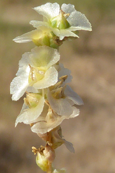 Vermiculate Saltwort