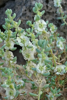 Short-leaved Saltwort