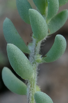 Short-leaved Saltwort