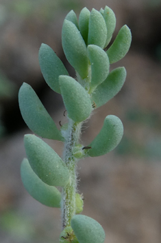 Short-leaved Saltwort