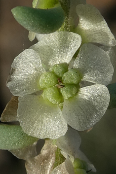 Short-leaved Saltwort