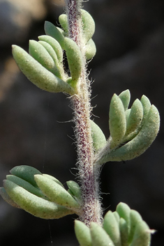 Short-leaved Saltwort