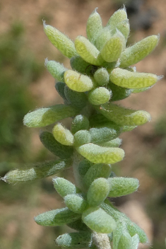 Bassia tomentosa