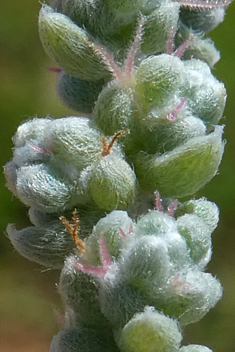 Bassia tomentosa