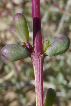 Divaricate Saltwort