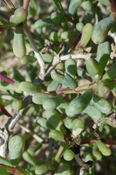 Divaricate Saltwort