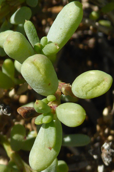 Divaricate Saltwort