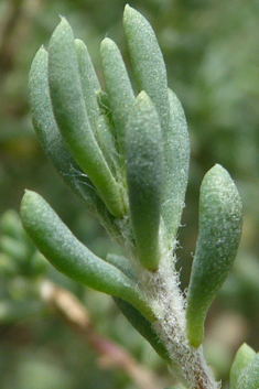 Short-leaved Saltwort