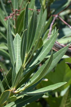 Common Oleander