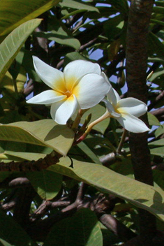 Frangipani