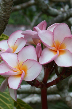 Frangipani