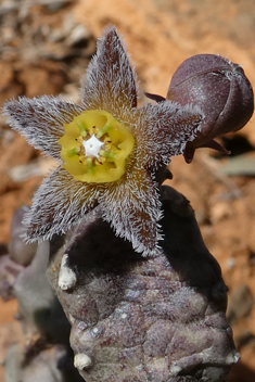 Burchard's Carrionflower