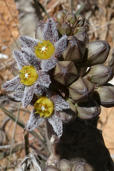 Burchard's Carrionflower