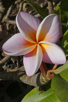 Frangipani