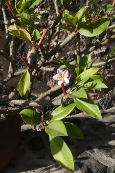 Frangipani