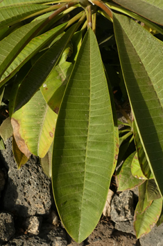 Frangipani