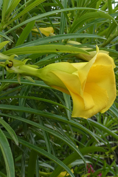 Yellow Oleander